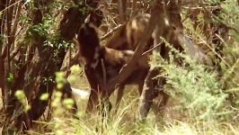 Wild Dogs vs Lioness  Wild African Dogs  Real Wild
