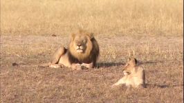 Lions Feeding Of Injured Baby Elephant Lion Pride Documentary  Real Wild