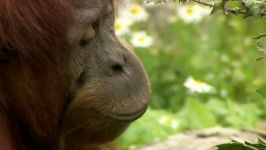 Rhinos Knock Horns In The Chester Zoo  Zoo Days  Real Wild