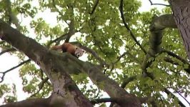 Red Pandas New Litter Check Up  Zoo Days  Real Wild