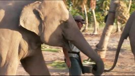 The Flight Of Elephants  Real Wild Documentary