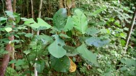 The Cunning Bugs And Beasts Of Borneo  Bite Me Witho  Real Wild Channel