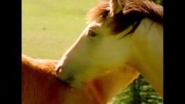 Meet The Free Roaming Horse A Mustang  My Animal Friends  Real Wild Junior