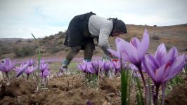 برداشت زعفران در منطقه هزارجریب بهشهر گلوگاه