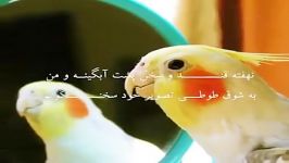 شعر استاد شهریار دلی شکسته چنگی گسسته گیسویم