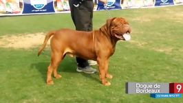 10 تا بزرگترین سگهای نژاد Mastiff