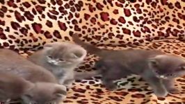 فروش بچه گربه های وارداتی اسکاتیش فولد بلو ۰۹۳۶۸۳۰۲۹۸۸