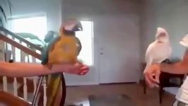 رقص زیبای طوطی کاکادو  وتلاش طوطی آرا برای تقلید