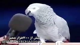 کلیپی طوطی وقتی اسم یک حیوان را سوال میکنن تقلید صدای آن حیوان جواب م