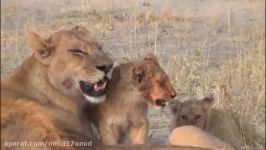 LIONS VS HYENAS  Clash of Enemies