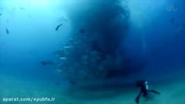 تن ماهی گردباد ماهی های تن در اعماق دریا