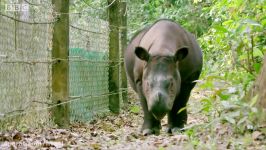 دنیای حیوانات  انقراض کوچک ترین کرگدن جهان  Worlds Smallest Rhino Extinct