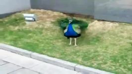 کلیپ طاووس خوشگللحظه بازکردن پر توسط طاووس
