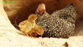 پرورش مرغ بومی نجات مرغ جوجه هایش ازدست مار پیتون