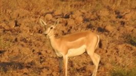 « زیبای سهرین » حیات وحش ایران