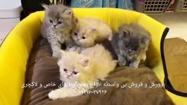 فروش بچه گربه های اشرافی ۰۹۳۶۸۳۰۲۹۸۸