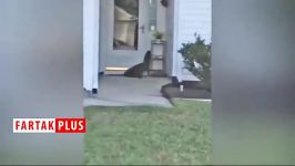 تلاش عجیب تمساح برای زدن زنگ در خانه