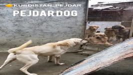 سگ کوردی پژدر Kurdish pejdar dog