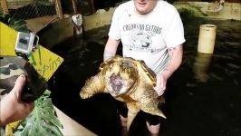 لاک پشت Alligator Snapping Turtle