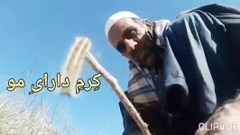 کرم دارای مو》تهیه تنظیمم.عیسی عبدالصمد کوهکی