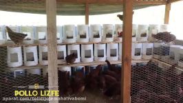 پرورش مرغ بومی تخمگذار پرورش مرغ بومی پرورش مرغ مادر