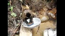 شستن ظرف توسط میمون