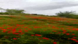 طبیعت زیبا روستای دولت آباد شهرستان چناران خراسان رضوی