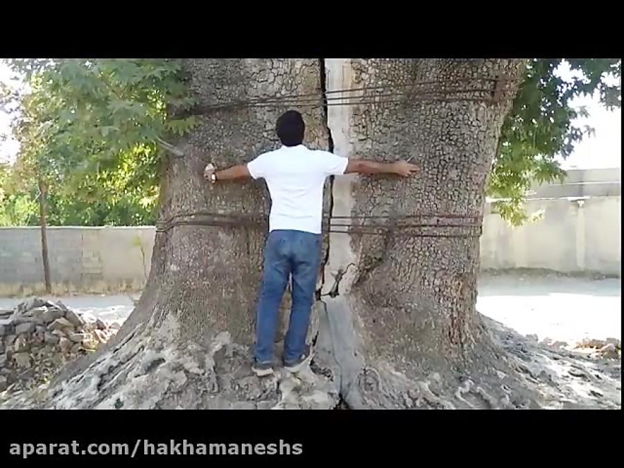 اینجا استان کرمان  بافت  بزنجان  درخت چنار 2000 ساله . شهریور 98