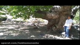 اینجا استان کرمان  بافت  بندر گمبوییه  درختهای گردو 2000 ساله . شهریور 98