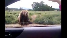 بای بای کردن خرس