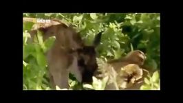 Wildebeest Baby Saved by the Lioness