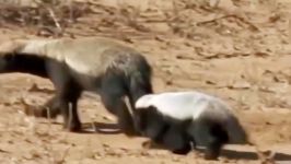 Honey badger despite dangerous dangers into the thorn bush to catch prey