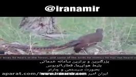 پرنده ای عجیب کارهای عجیب  خارق العادست  #ایران امیر