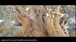 اینجا استان کرمان  راین  درخت سرو 400 ساله. شهریور 98