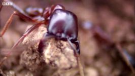 مورچه ها یک خانه جدید می سازند  دنیای طبیعی حمله مورچه  بی بی سی زمین