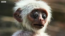 میمون ها، میمون جاسوس را نوزاد مرده خود حساب می کنند برایش سوگواری می کنند