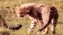 مستند راز بقا در آفریقا  گربه سانان بزرگ  Best Documentary In Africa  BIG CAT