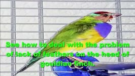 How to treat the problem of lack of feathers on the head of Finch Gouldian