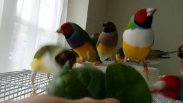 Gouldian Finches healthy diet spinachfull of on