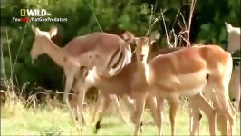 مستند شگفت انگیز راز بقا  اپیزود 3  Amazing Animals Documentary