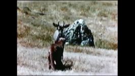 Rare Vintage Footage Mountain Lion Attacks Deer