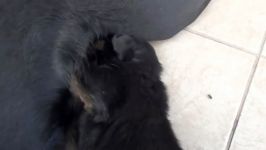 Rottweiler Puppies playing