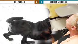 Rottweiler VS German Shepherd