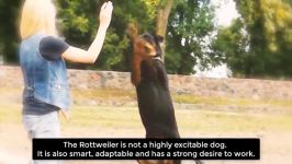 Most Amazing Facts about Rottweilers