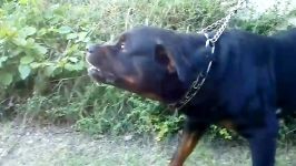 Big Rottweiler defends his territory