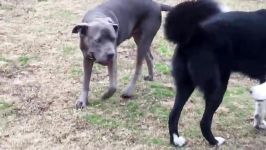 A Strong German Shepherd Tests Strong Rottweiler
