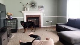 Pretending to faint. Rottweiler reaction 20