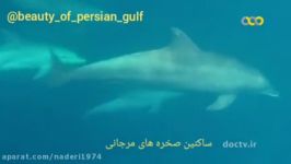 دلفین های جزیره کیش Kish Islands Dolphins