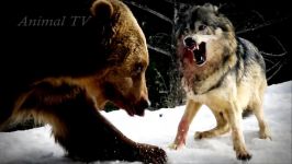 مستند راز بقا  نبرد خونین حیوانات  Bear vs Wolf