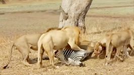 مستند راز بقا  نبرد خونین حیوانات  Hyena vs Lion